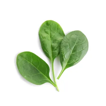 Spinach (13)-6517590-60149.webp